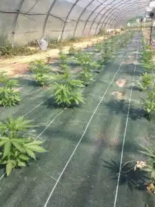 Permanent Marker Auto cannabis plants cultivating in structured ground rows inside a large agricultural greenhouse.