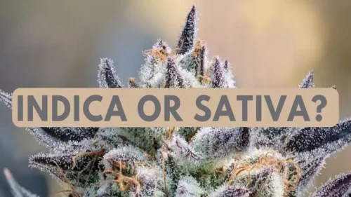 Is Runtz Indica or Sativa?