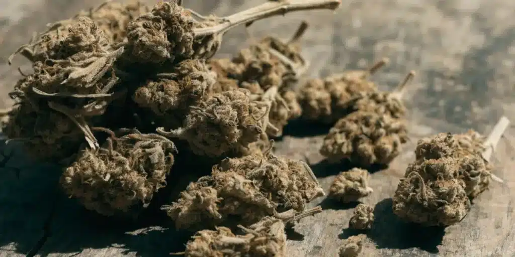 Low-Grade Cannabis Buds Close-Up on Wooden Surface
