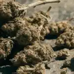 Low-Grade Cannabis Buds Close-Up on Wooden Surface