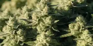 Close-Up of Dense Runtz Cannabis Buds