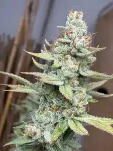 Cap Junky feminized seeds plant featuring a dense, frosty flowering cola covered in resinous trichome