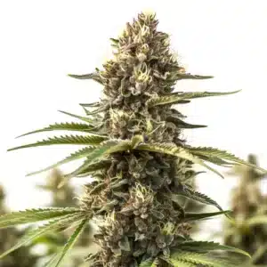 Animal Cookies cannabis plant with dense frosty buds and orange pistils