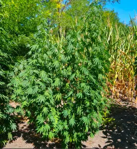 Cap Junky feminized seeds plant growing in full green foliage in an outdoor garden bed.