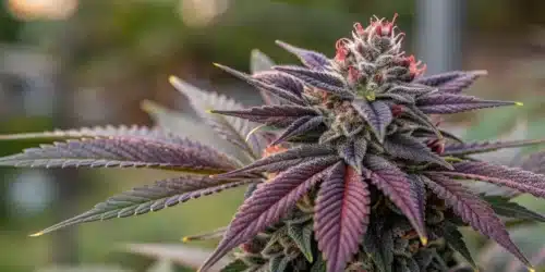 How To Grow Dark Devil Autoflower