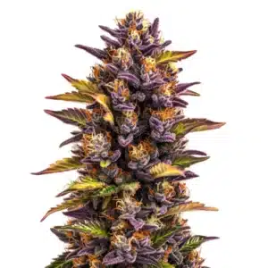 Forbidden Runtz Auto bud with deep purple leaves and bright orange pistils.