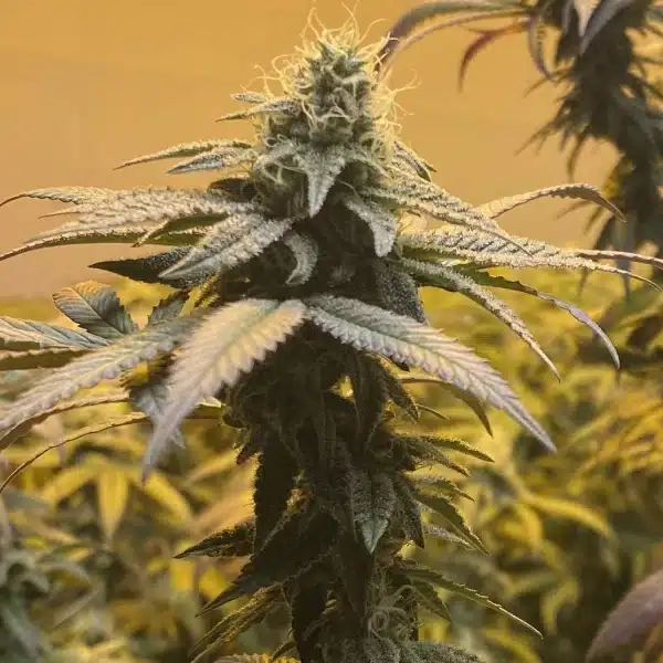 How to Grow Cannabis from Seed Super Boof Weed Strain