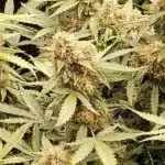 How to Grow Forbidden Fruit Autoflower