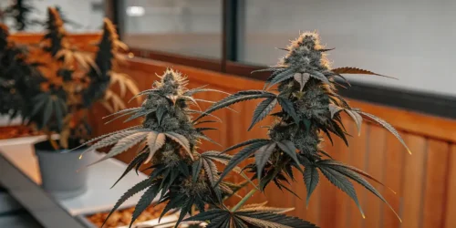 Best Indica Strains 2024