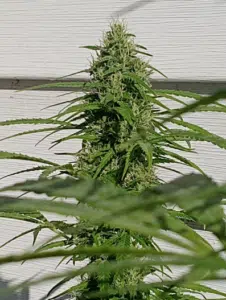 Lemon Tree X Z OG cannabis flower with white stigmas and vibrant green leaves during the flowering phase.