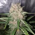 Permanent marker Autoflower Strain Bud