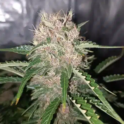 How To Grow Permanent Marker Autoflower