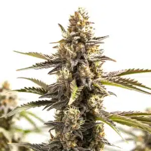 RS11 x Apple Fritter cannabis plant with stacked buds and orange hairs