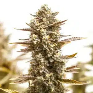 RS11 x Candy Rain cannabis plant with compact frosty buds