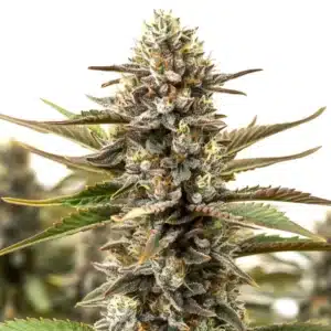 RS11 x Cereal Milk cannabis plant with dense trichome-coated buds.