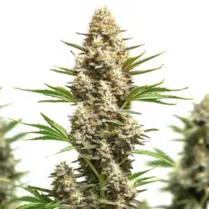 RS11 x Chemdog 4 cannabis plant with heavy resin and clustered buds