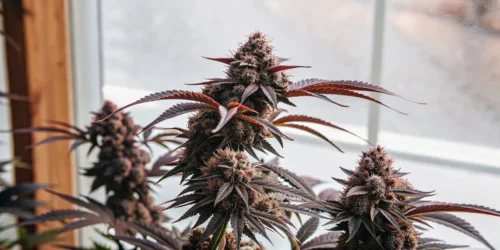 How To Grow Red Poison Autoflower