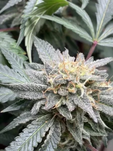 Flowering Super Boof feminized seeds cannabis bud with icy trichomes and prominent orange pistils amidst green leaves.