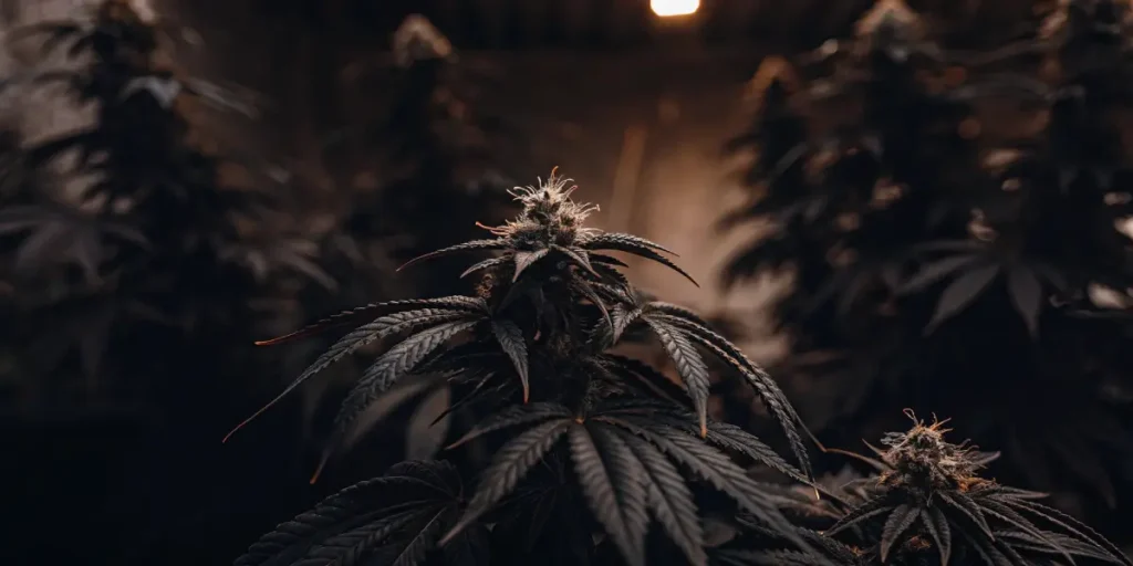 Hyper-realistic image of a plant with reddish-purple leaves and prominent buds under warm indoor lights.