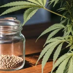 Cannabis Seeds in an Open Glass Jar Next to a Cannabis Plant