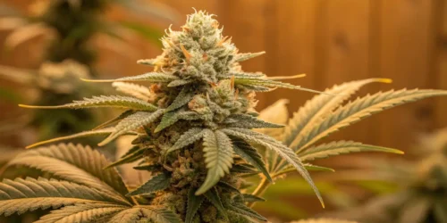 How To Grow Caramel Cream Autoflower