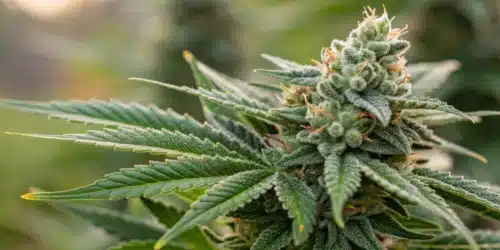 How To Grow Fast Bud Autoflower