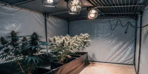 Defoliating Autoflowers: Enhancing Your Weed Cultivation
