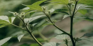 Male Cannabis Plant During Early Flowering