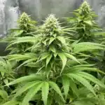 Single cannabis bud with frosty trichomes and detailed leaves on a plain light background.