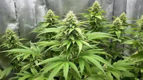 How To Grow RS11 x Cereal Milk