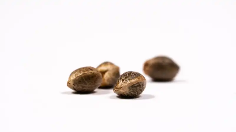 Blimburn OG Premium Seeds