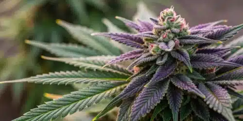 How To Grow Carbon Fiber Weed Strain