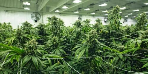 The Hidden Dangers of PGR Weed: What Every Grower Must Know!