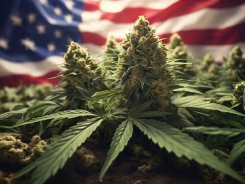Exploring the Best Cannabis Seed Los Angeles, California