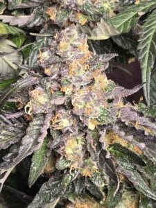 Cafe Racer Auto feminized seeds close-up featuring purple leaves and orange hairs with heavy trichome coverage.