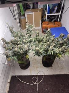 Cafe Racer Auto feminized seeds plants in fabric pots under indoor grow lights showing bushy canopy growth.