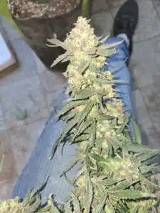 Cafe Racer Auto feminized seeds harvested main cola showing large flower size and resinous texture.