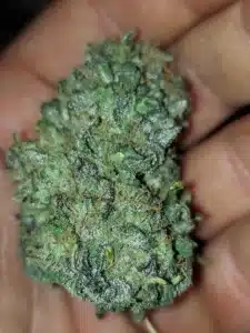 Manicured Guava feminized seeds cannabis flower with green coloration and visible trichomes held in a hand.