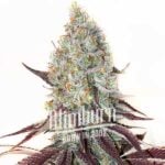 Guava Cannabis Extraction, a potent hybrid cannabis product with high THC levels from 27% to 30%, offers an uplifting, energetic experience. Ideal for medicinal and recreational use, it blends flavors of sweet vanilla and mint.