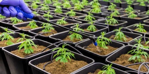 Experience Unique Flavors with These Exotic Weed Varieties