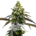 RS11 Cannabis Extraction offers a strong, relaxing experience with a high THC content derived from the Rainbow Sherbet #11 x Kosher strain, ideal for alleviating pain and stress.