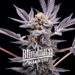 Zoap Cannabis Extraction product, high THC of 24%-26%, rich in Caryophyllene, Limonene, and Linalool terpenes, ideal for alleviating anxiety, insomnia, and pain