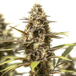 Bubblegum Gelato cannabis cola with resin-coated buds and dark green leaves grown indoors.