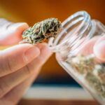 Can weed go bad