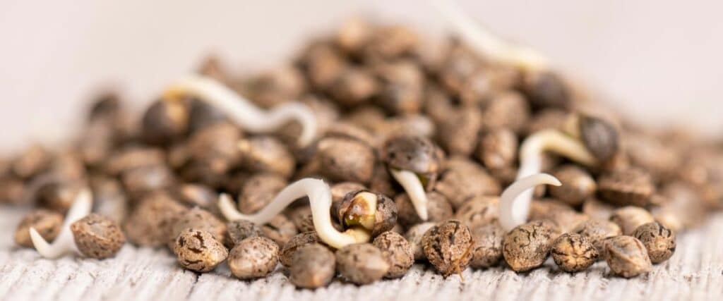 Understanding Why Cannabis Seeds Aren't Germinating