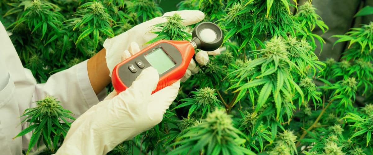 Best Temp and Humidity for Autoflowers A Comprehensive Guide