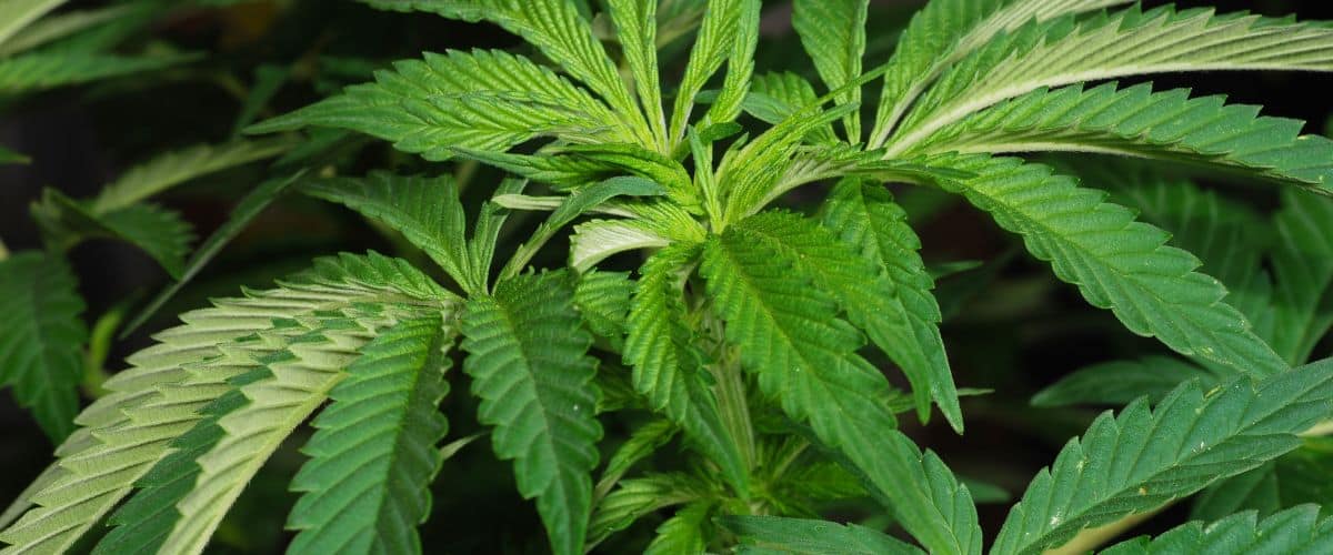 Best Temp and Humidity for Autoflowers A Comprehensive Guide