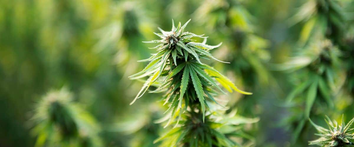 Best Temp and Humidity for Autoflowers A Comprehensive Guide