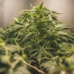 Grow healthy cannabis seedlings