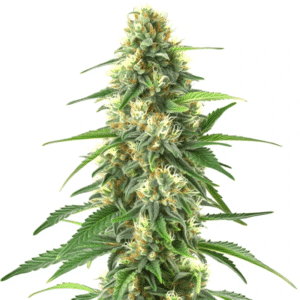 Colombian Gold Auto cannabis flower with elongated buds, light green tones, and visible pistils.